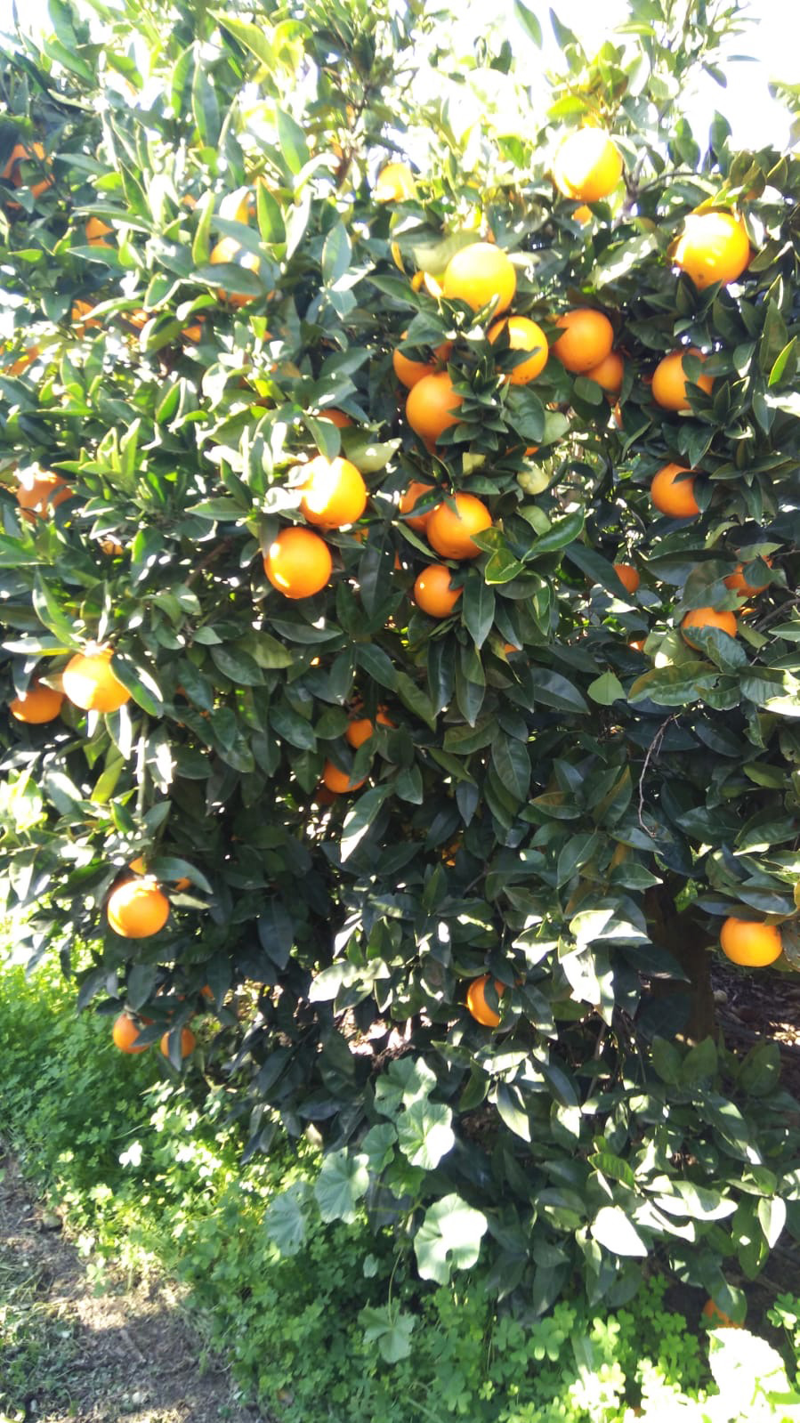 Tirso-Agrumi-Azienda azienda agricola in sardegna